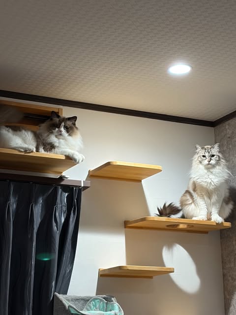 新しいおうちのキャットウォークで過ごす2匹のラグドール