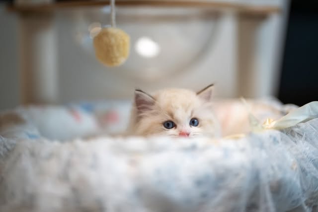 ベッドから顔をのぞかせるラグドールの子猫