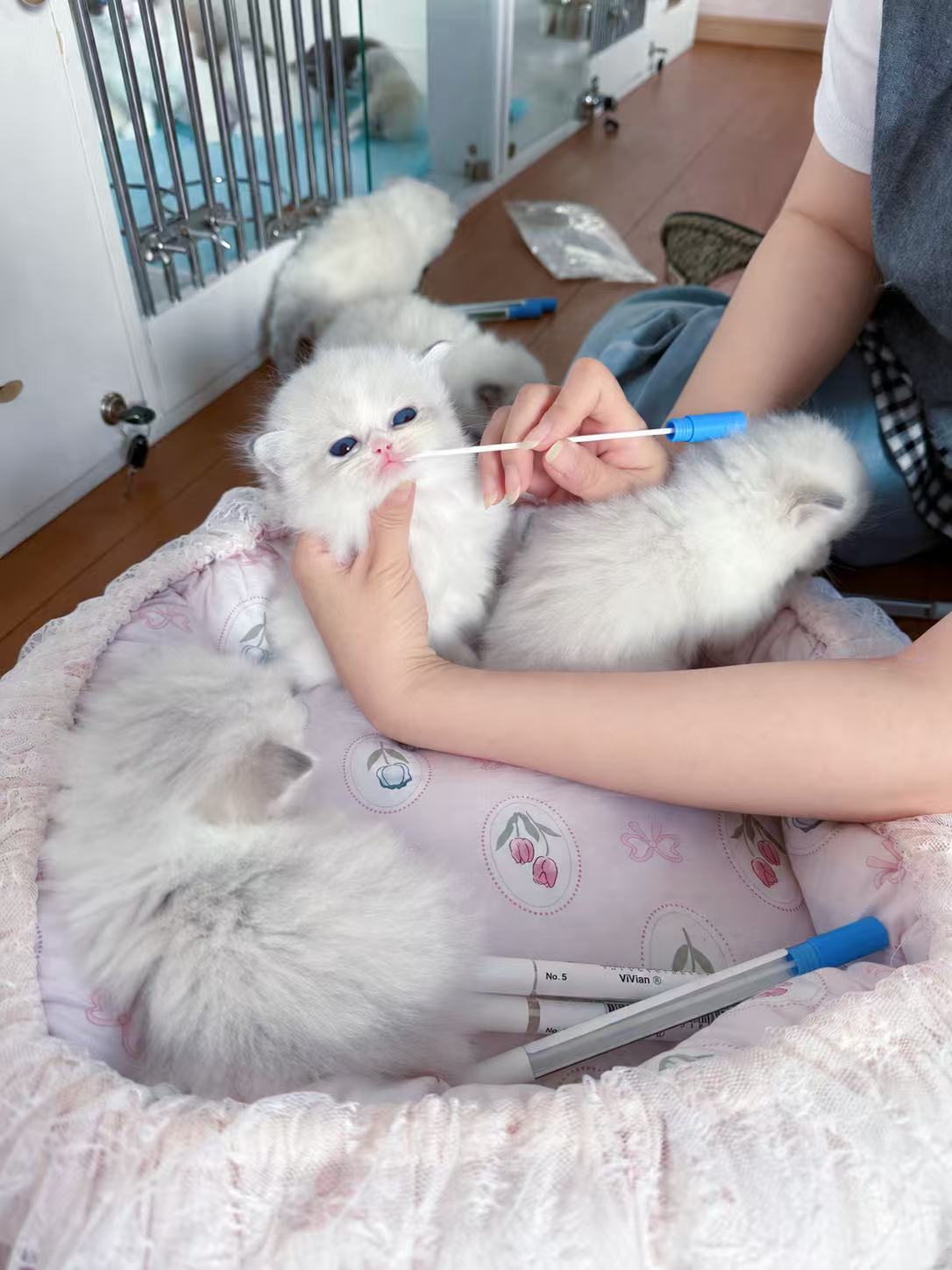 子猫ごとに検体を採取する様子