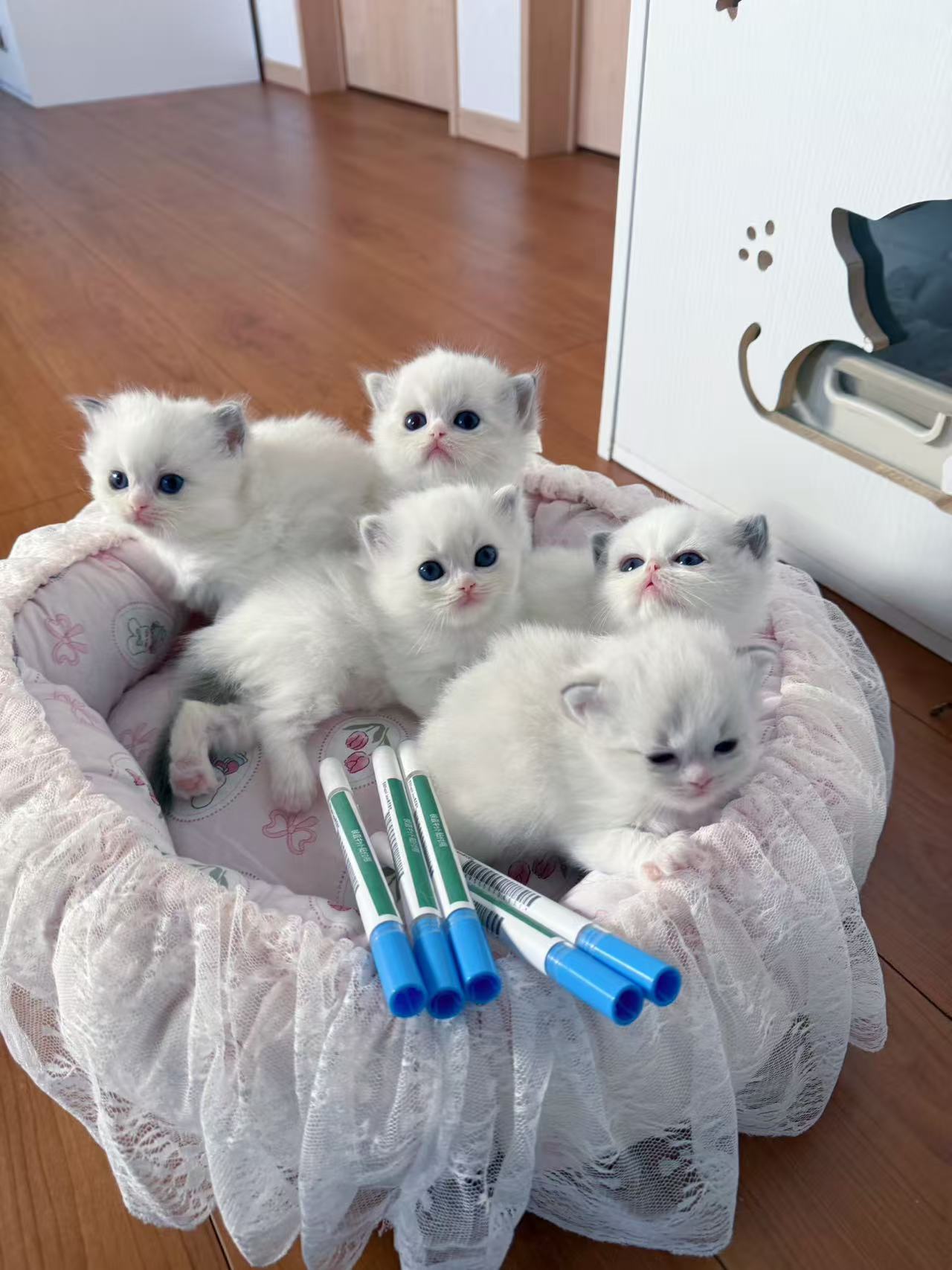 子猫たちと個別の検査キット